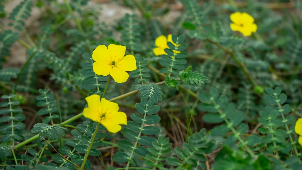 tribulus terrestris benefits