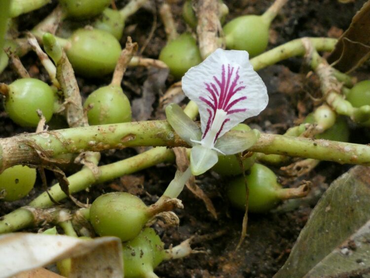 benefits of cardamom