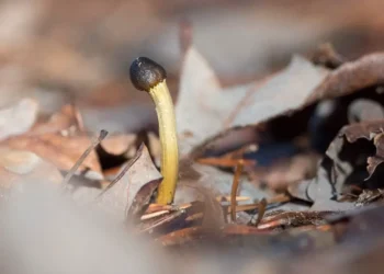 cordyceps mushroom benefits