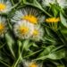 dandelion greens health benefits