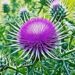 milk thistle benefits