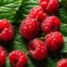 benefits from raspberries