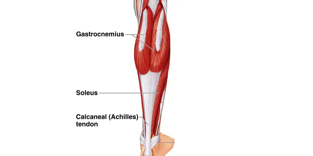 soleus muscle